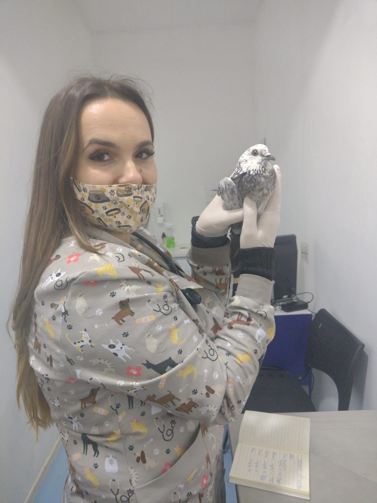 Veterinária da AMEVET segurando o pombo Manchinha
