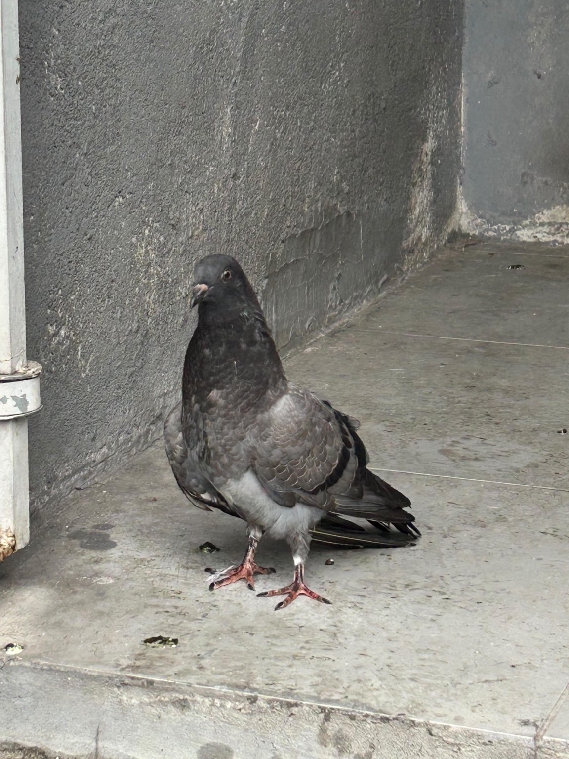 Foto do Pombo Divo